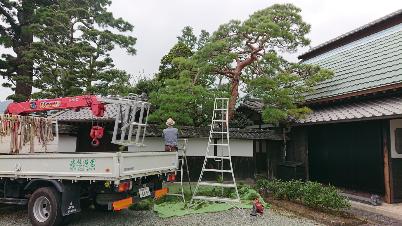島田市 Y様邸 庭木維持(赤松)管理 | 高熊造園株式会社